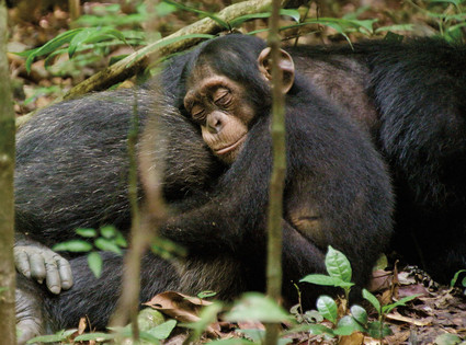 CHIMPANZEE, Oscar, Freddy CHIMPANZEE, Oscar, Freddy